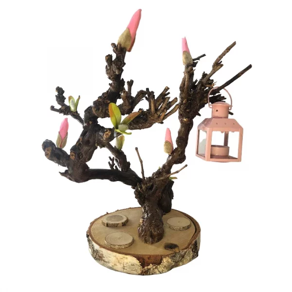 Branches de ceps de vigne et sa lanterne